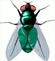 bluefly - Clipart Fly