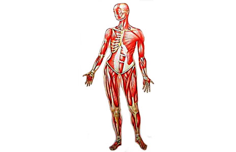 Body Clip Art - Human Body Clipart