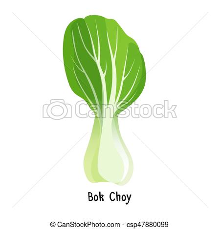 Bok Choy Or Pak Choi Type Of Chinese Cabbage Vector