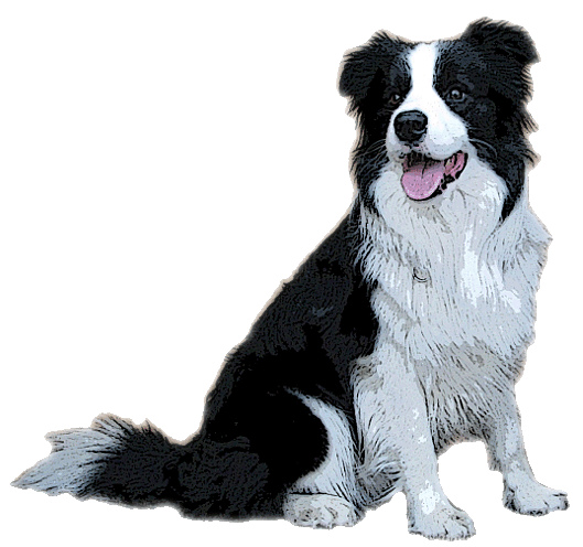 In need of a border collie lo