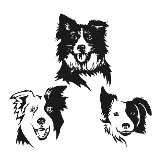 Border Collie Clipart Canine 