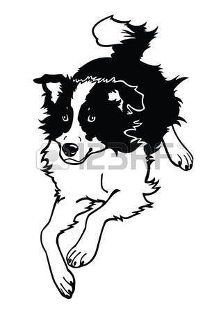border collie: running dog,border collie,black and white vector image isolated on
