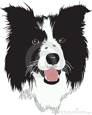 Dog Graphics Border Collie