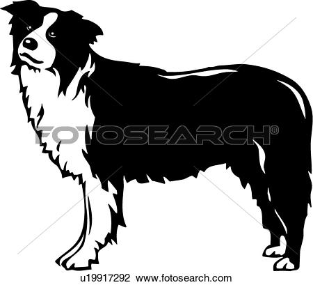 Realistic Border Collie dogs