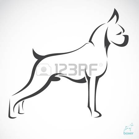boxer dog: Vector image of an dog boxer on white background Illustration