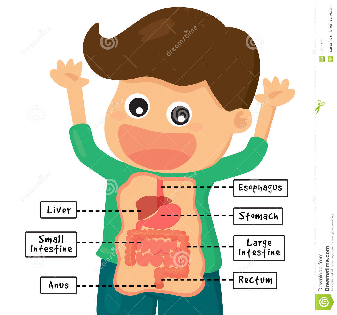 Boy Was Delighted To Show The - Digestive System Clipart