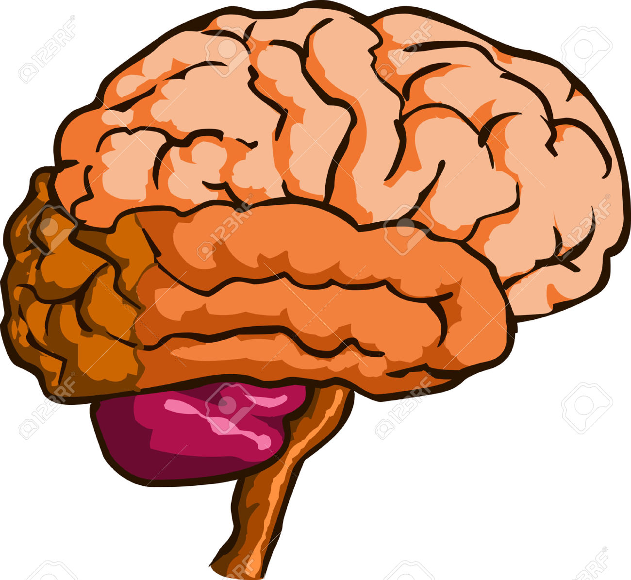brain clipart - Clipart Brain