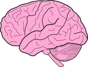 brain clipart