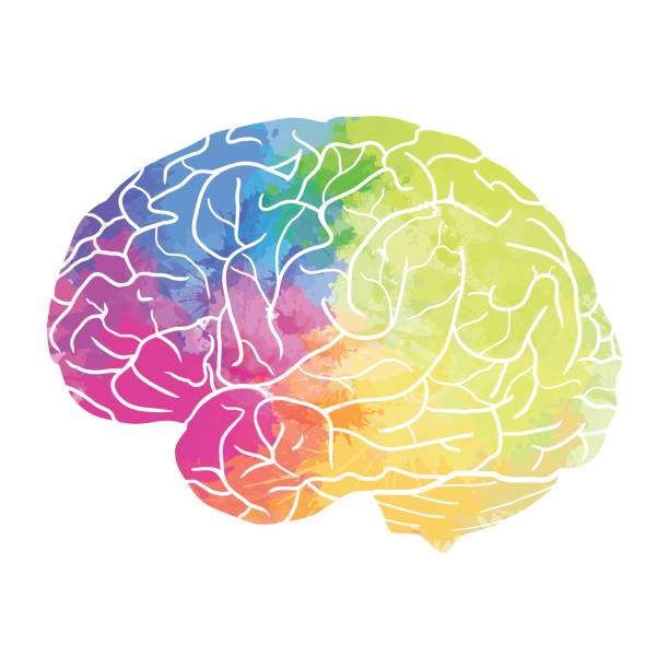 Human brain with rainbow watercolor spray on a white background vector art  illustration