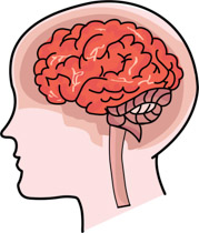 image: brain-clipart-light-bulb-human-brain-thinking-clipart-light-bulb-with-human-brain-size-129-kb-from-science-179