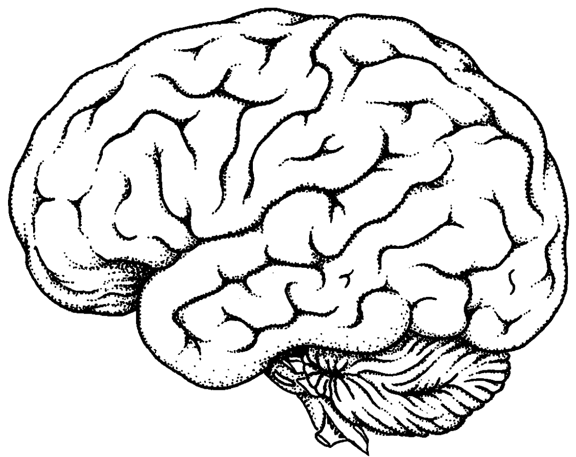 Brain line drawing clipart - Brain Clipart