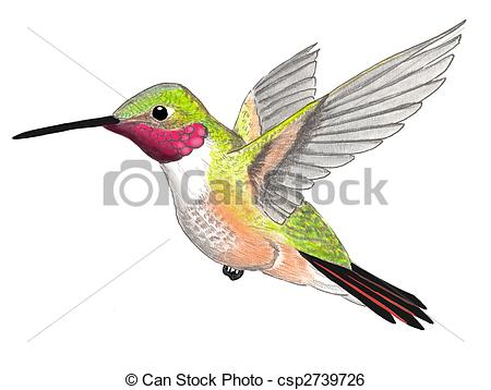 ... Broad-tailed Hummingbird - male Selasphorus platycercus