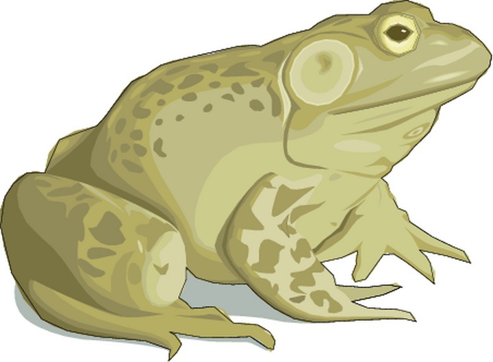 ... Happy Frog Cartoon Charac