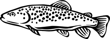 Brown Trout Stock Illustrations Vectors Clipart Stock