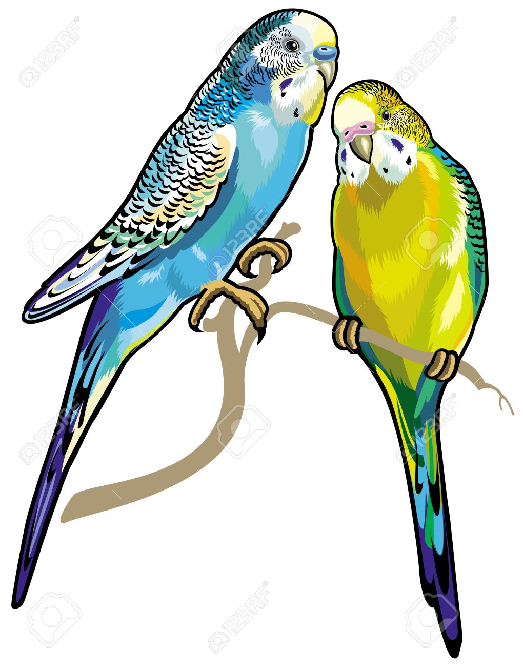 budgie: budgerigars australian parakeets isolated on white background Illustration