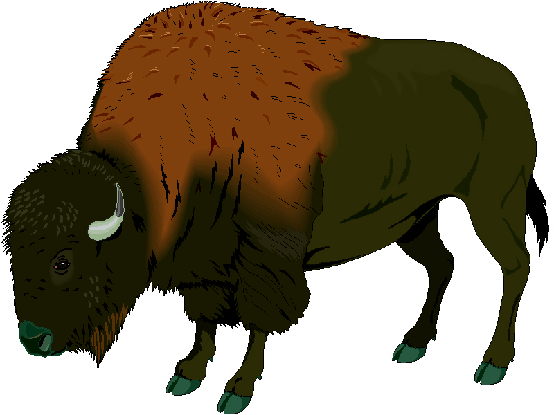 Buffalo chip clipart kid