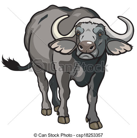 african buffalo - csp18253357
