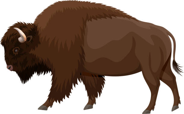 vector brown zubr buffalo bison vector art illustration