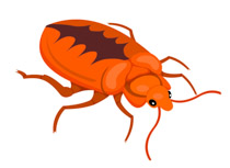 Bed bug insect clipart. Size: 68 Kb From: Insect Clipart
