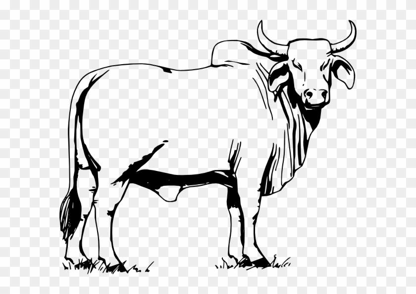 A bull with a white backgroun