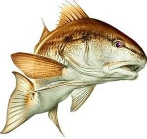 Redfish fish vector Royalty F