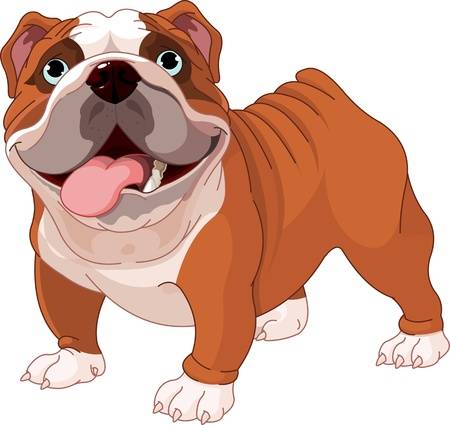 English bulldog , standing in front of white background