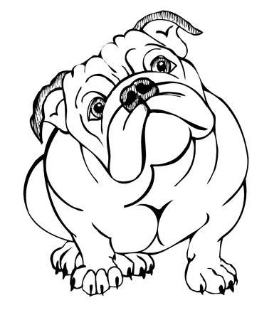 English bulldog, vector illustration