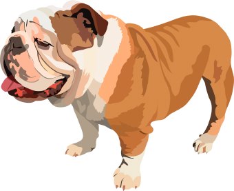 Bulldog dog clip art - Bull Dog Clip Art