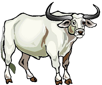 Bulls clip art - Clipart Bull