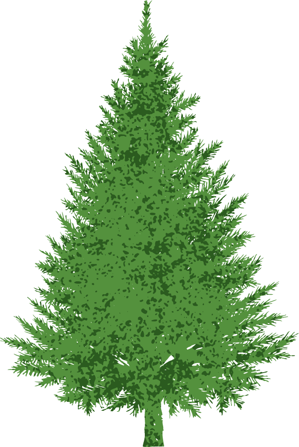Simple Evergreen, With Highli