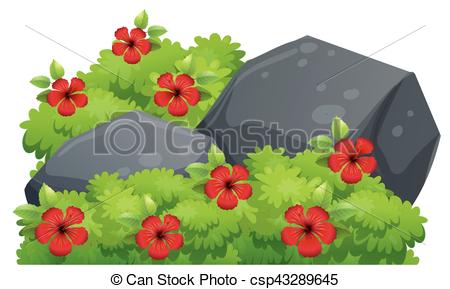 Red hibiscus flowers in the bush - csp43289645