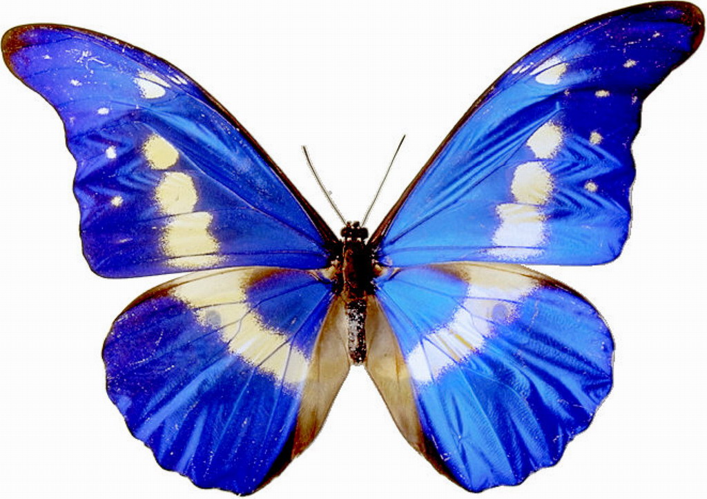 Butterflies clipart. clip . - Free Butterfly Clipart