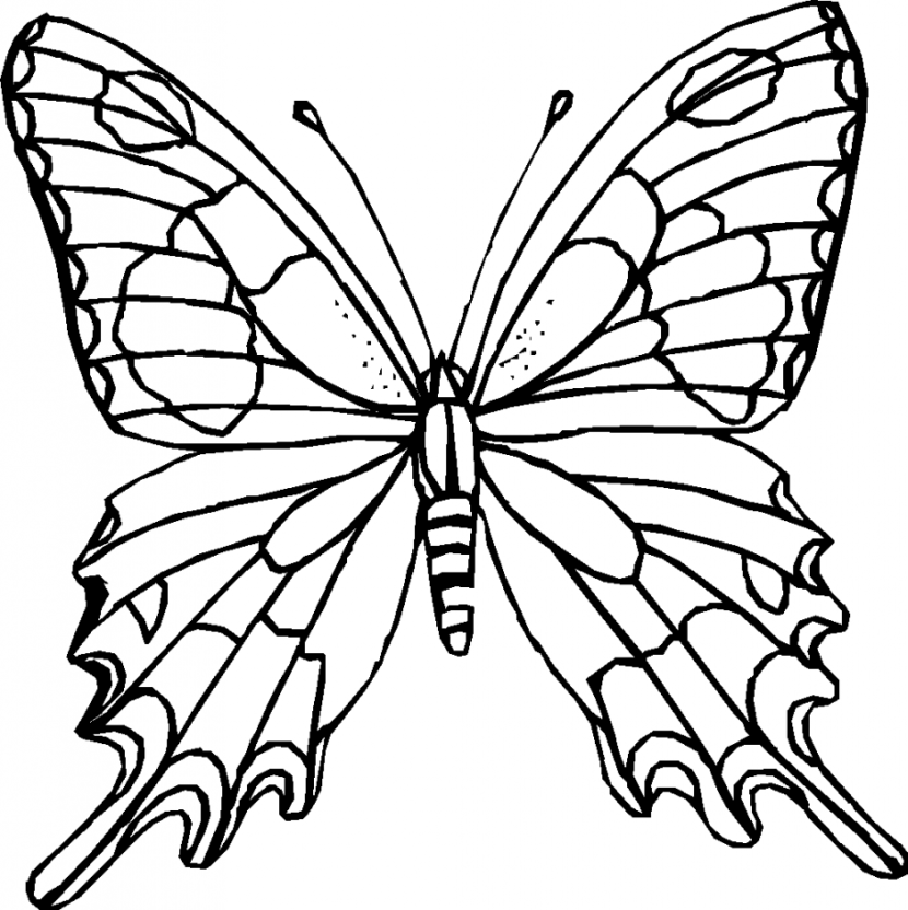 Butterfly Clipart Black And White Kudoskido Net