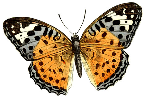 Huge Butterfly Clipart by Hau - Butterfly Clipart