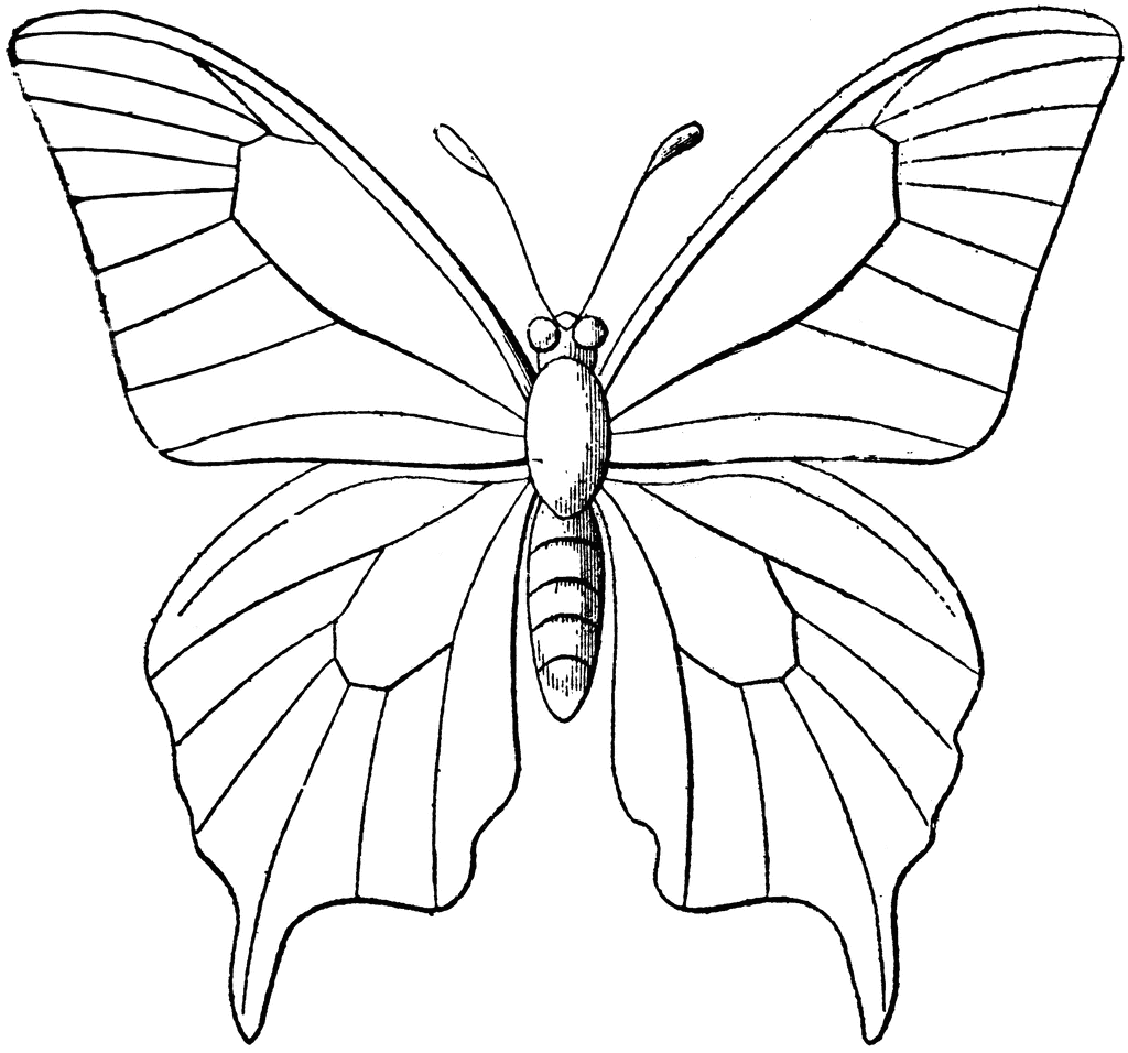 Butterfly Outline - Butterfly Outline Clipart
