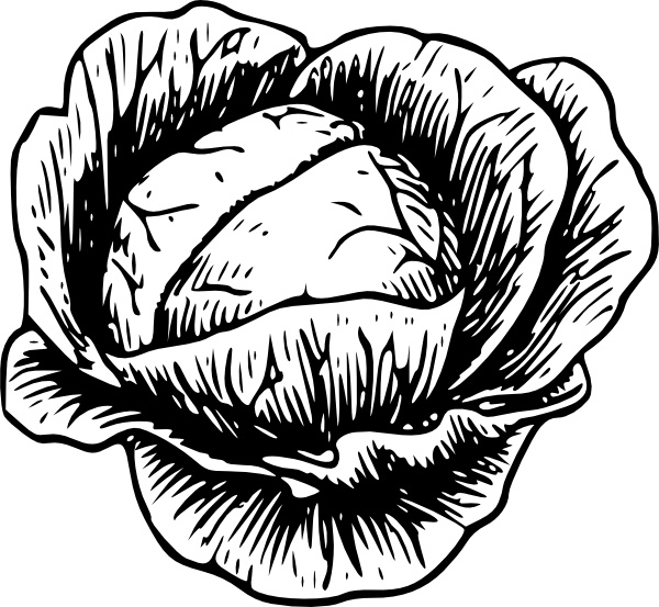 Cabbage clip art - Cabbage Clipart