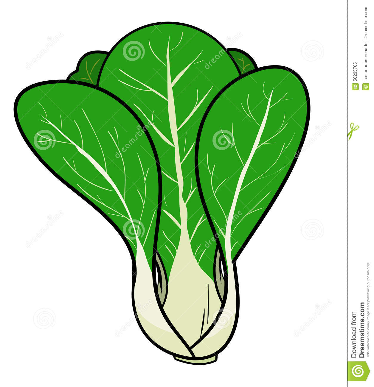 Cabbage clipart sketch #2