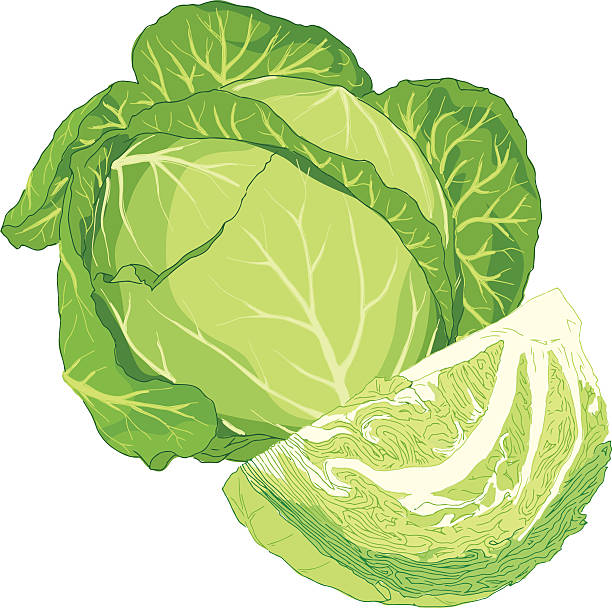Cabbage vector art illustration