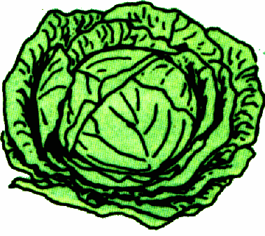 Clipart Cabbage Clipart