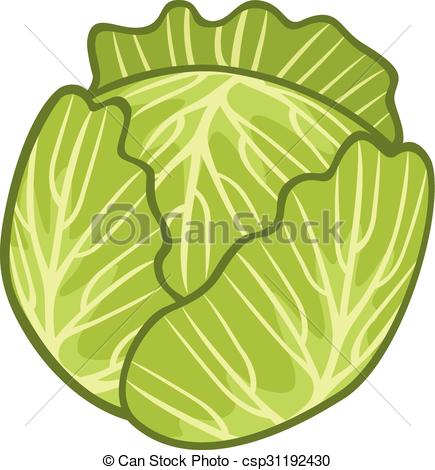 Green Cabbage Illustration