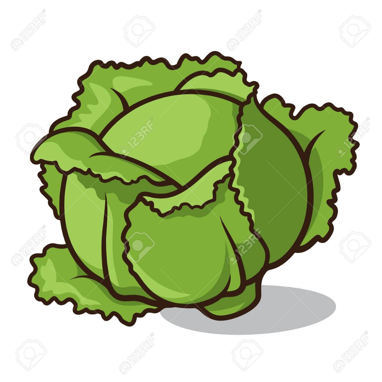 illustration of a cabbage isolated on a white background