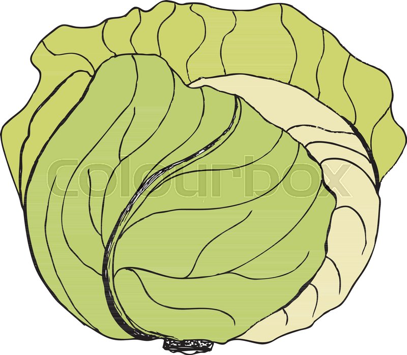 Stock vector of u0027Vector green liner cabbage. Cabbage clipart. Vector  vegetable. Vector