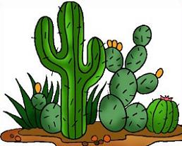 cactus and desert