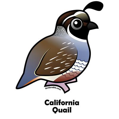 California Quail Gifts Women  - Quail Clipart