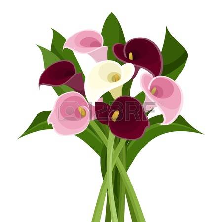calla lily: Bouquet of colored calla lilies Vector illustration