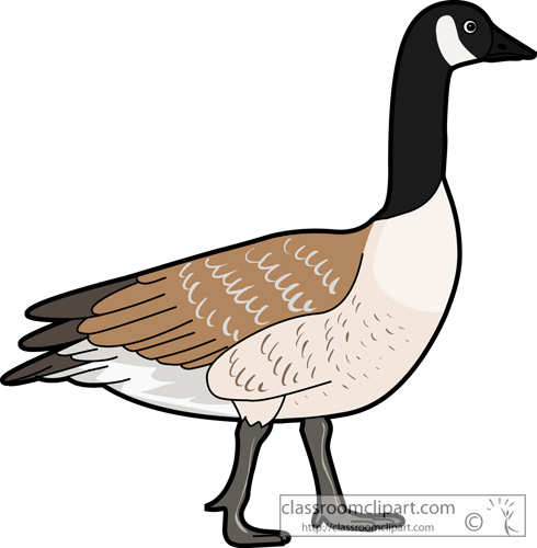 Canada Goose Clipart