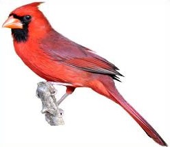 Cardinal - Cardinal Clipart