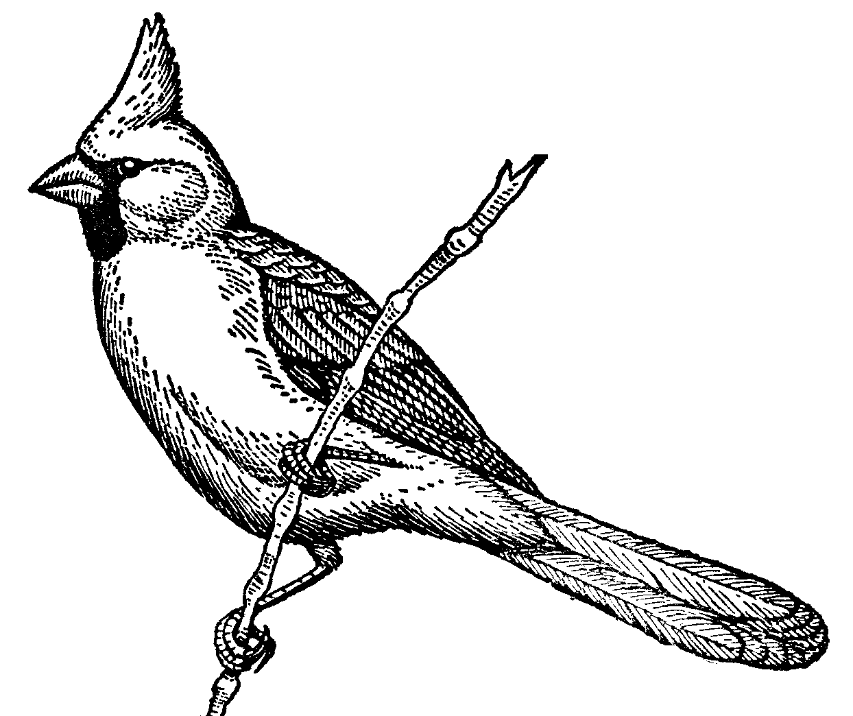 Cardinal. Find The Perfect Clip Art