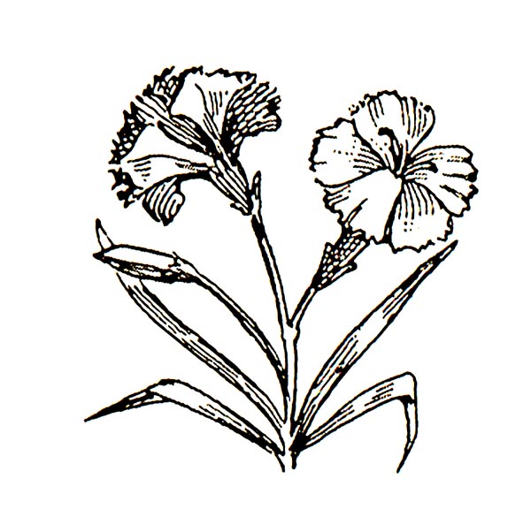 carnation clipart