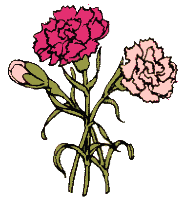 Carnation Drawing Clipart Best